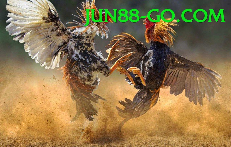 Cách Đọc Kèo Đá Gà - Chơi mọi lúc mọi nơi