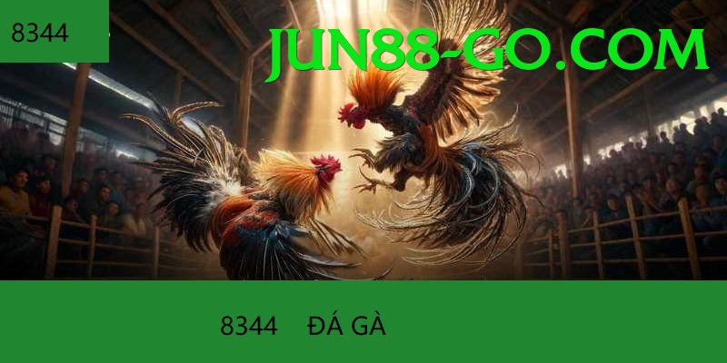 Trường Đấu Đá Gà Chuyên Nghiệp - Tối ưu tốt